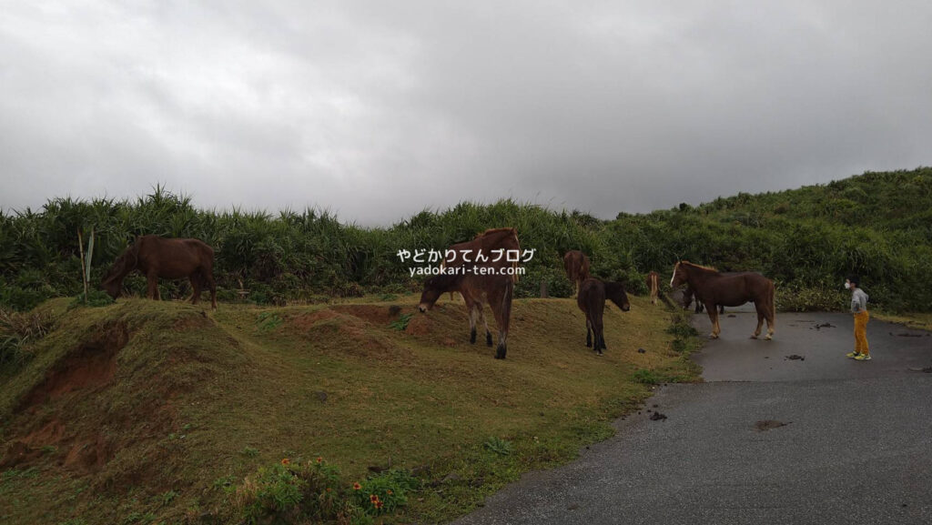 与那国南牧場線の馬