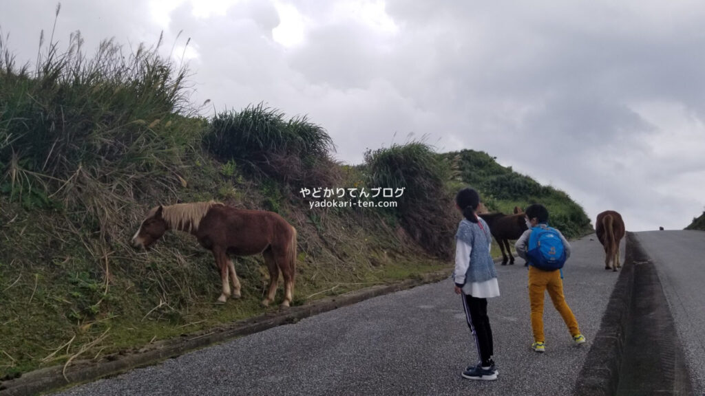 南牧場線の馬