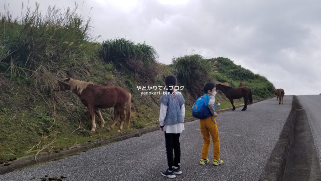 与那国馬