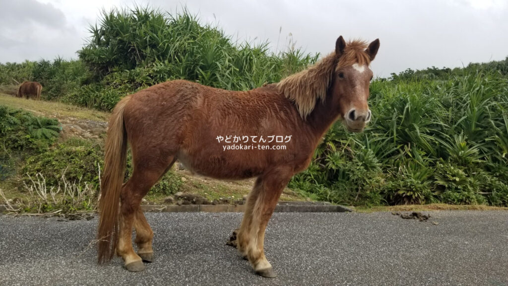 与那国南牧場線の馬