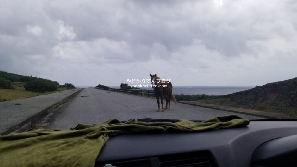 南牧場線の馬