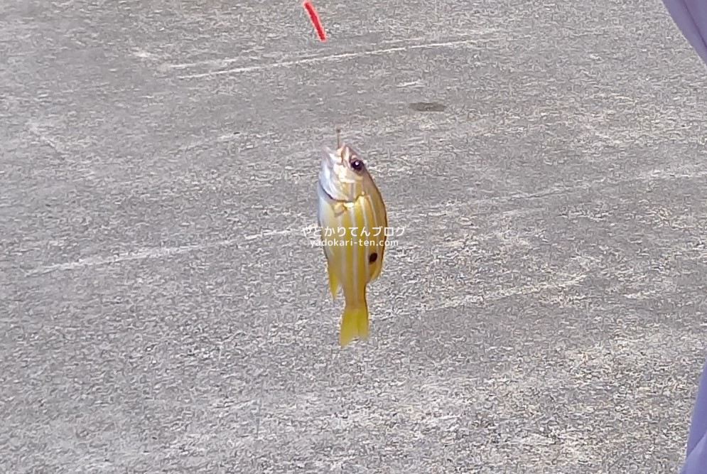 石垣島初めての釣りでの釣果