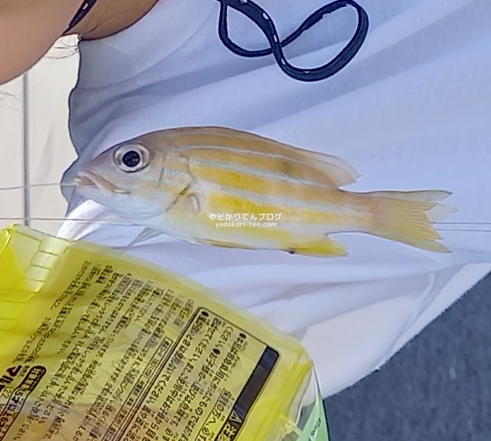 石垣島で初めての釣り釣果