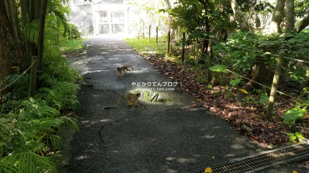 石垣やいま村のリスザル