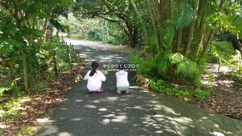 石垣やいま村のリスザルの森